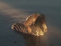 Aslan timsaha yem olmaktan son anda kurtuldu Aslan timsaha yem olmaktan son anda kurtuldu