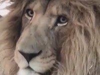 Aslan timsaha yem olmaktan son anda kurtuldu Aslan timsaha yem olmaktan son anda kurtuldu