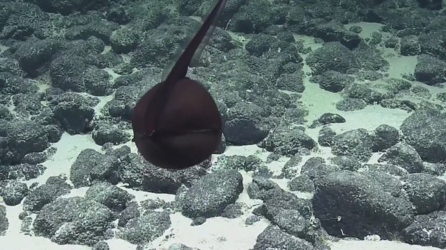 Deniz canlısı Videoları Sayfa 2 Deniz canlısı Videoları Sayfa 2
