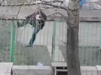Hindistanın Demir Adamı Hindistanın Demir Adamı
