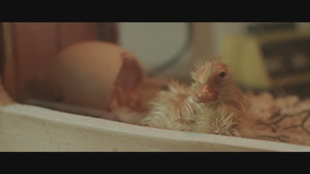 Les oiseaux de passage (2015) Fragman