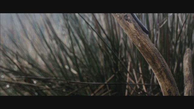 Orman (The Jungle) Fragman