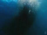 Wild Ocean 3d Fragman