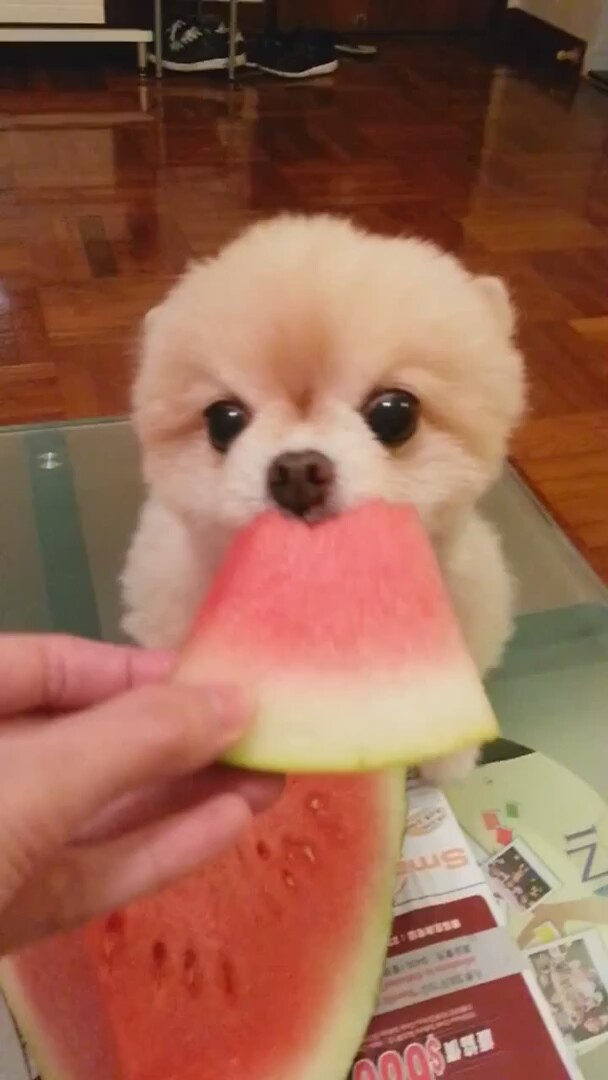 Dünyanın En Güzel Karpuz Yiyen Hayvanı (Köpek)