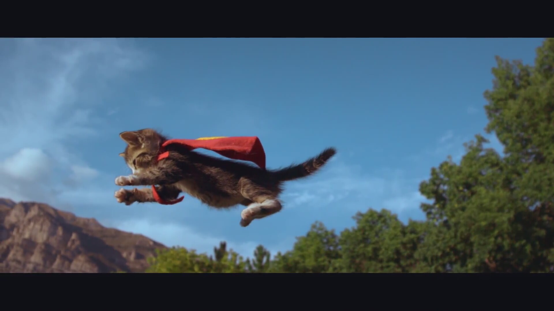 Uçan Kediler vs Uçan Köpekler
