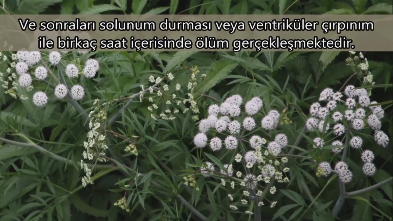 Dünyanın en ölümcül 5 bitkisi Dünyanın en ölümcül 5 bitkisi