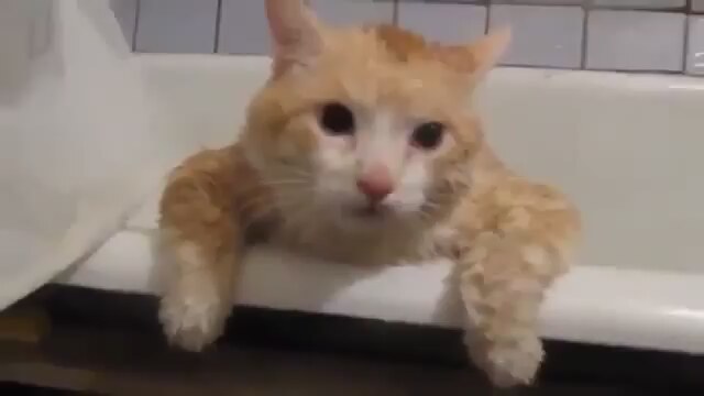 Küvetten Çıkamayan Şişman Kedi