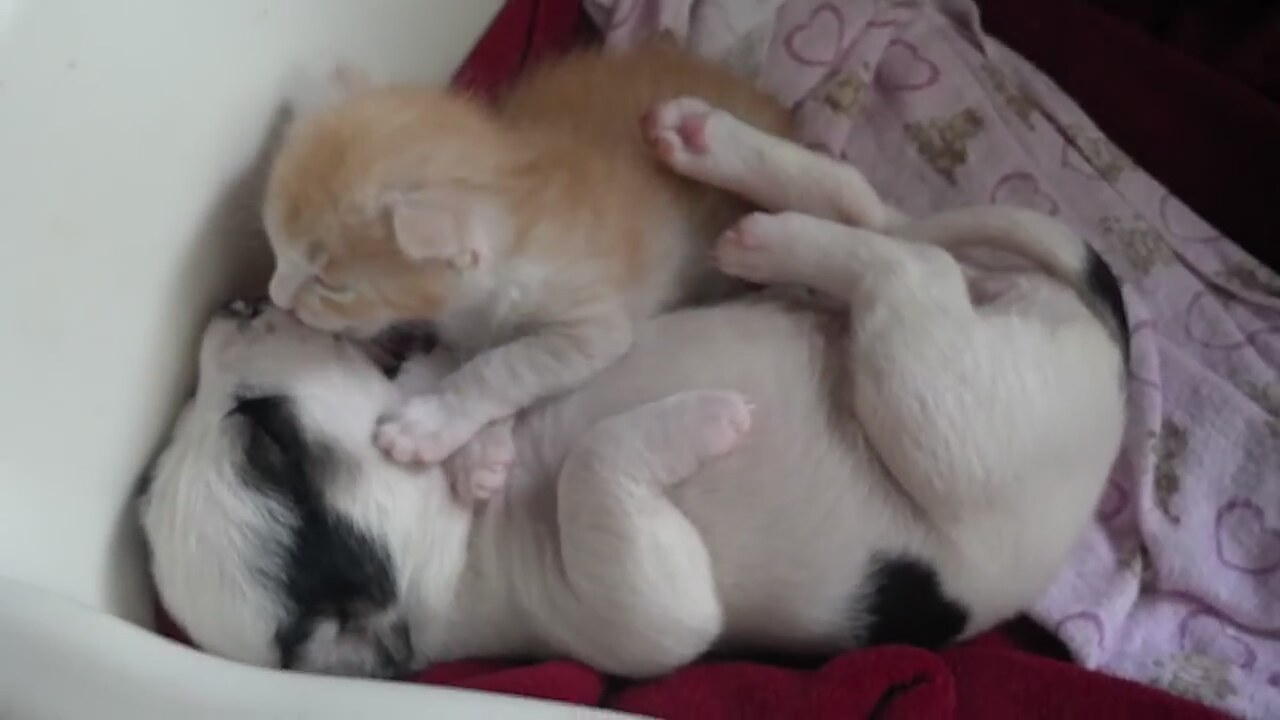 Yavru Kedi ve Köpeğin Sevgisi