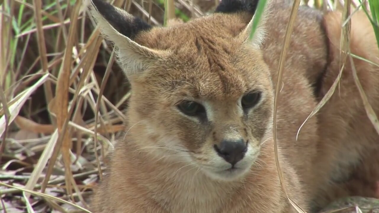 Cougar &amp; Caracal / Serval Hybrid Rescued! Sanctuary Closes