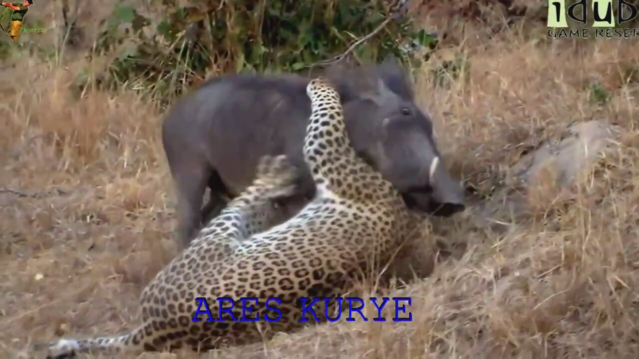 Domuz Avi Oyunu Av Oyunlari Videolari