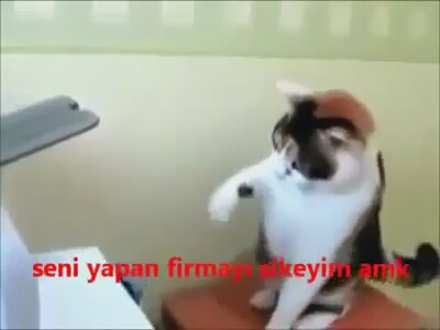 Kedinin Yazıcıyla İmtihanı 38