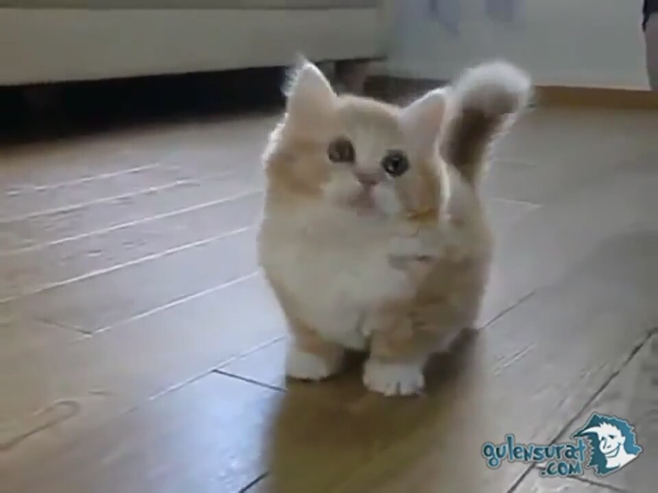 Sevimli Yavru Kedi Oyun Oynuyor