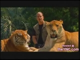 Aslan ve Kaplan karışımı bi hayvan