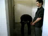 Çiş