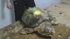 Tek Isırıkla Ananasın İcabına Bakan Kaplumbağa