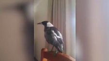 Saksağanın Kendisini Horoz Zannetmesi