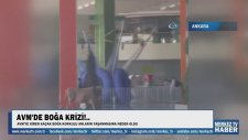 Kaçak Boğanın Avm'ye Dalması
