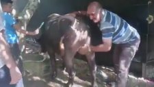 Kurbanlık Sevgisini Abartan Dayı