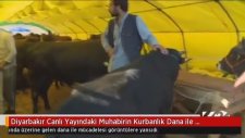 Muhabirin Kurbanlık Dana İle İmtihanı