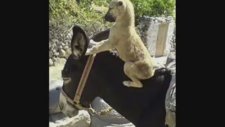 Belik Belik Örmüş Yarda Saçını Süper Sende Paylaş
