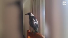 Tavuk ve Horoz Taklidi Yapan Saksağan