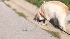 Kahraman Köpeğin Yoldaki Solucanları Kurtarması