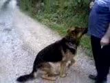 bu köpek çok akıllı mutlaka İzleyİn
