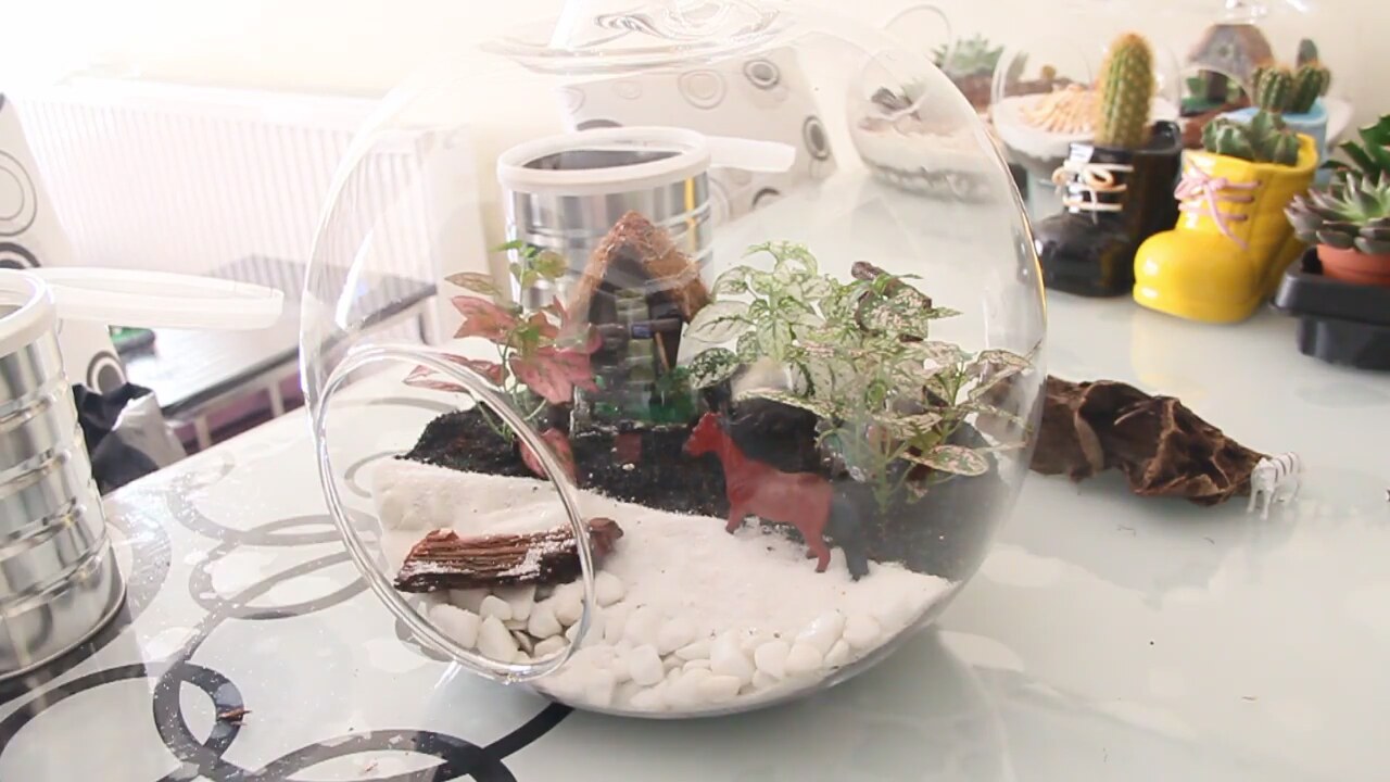 Evde terrarium yapımı Evde terrarium yapımı