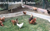 Tavukların Bahce Sefası