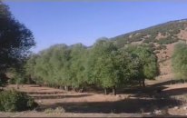 Ahlatlı Şükran Ez Koçerim