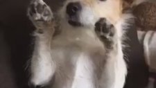 Dostunun Sorusuna Kafa Sallayan Köpek