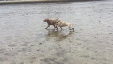 Okyanusun Tabanında Koşup Oynayan Köpekler