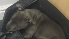 Valizin İçinde Havlamayı Keşfeden Köpek