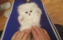 Sanırım dünyanın en tatlı kedisi