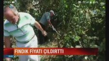 Fındık Ağaçlarını Keserek Protesto Etmek