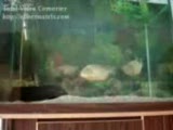 piranhalar.com