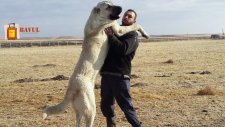 Kangal Köpekleri Hakkında İlginç Bilgiler