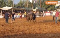 Boğa Güreşleri Renkli Görüntülere Sahne Oldu