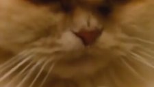 Yıldız Tilbe Dinlerken Efkarlanan Kedi (İki Kadın Bir Adam)
