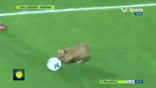 Sahaya giren köpek oyunu güzelleştirdi