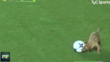 San Lorenzo - Arsenal De Sarandi Maçında Sahaya Köpek Girdi