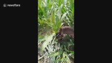 Köpeği Tarlada ırgat Olarak Kullanmak