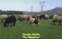 Hozan Aydın Pe Nıkarım klip
