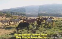 Sidar Beritan Waremeye (Kesek Tune) klip video