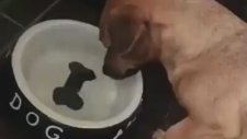 Köpek Su Kabındaki Kemik Resmi Kemik Sanıyo Kara Köpeklere Kedilere Şeytaen Diyen Kendisi Şeytaendır