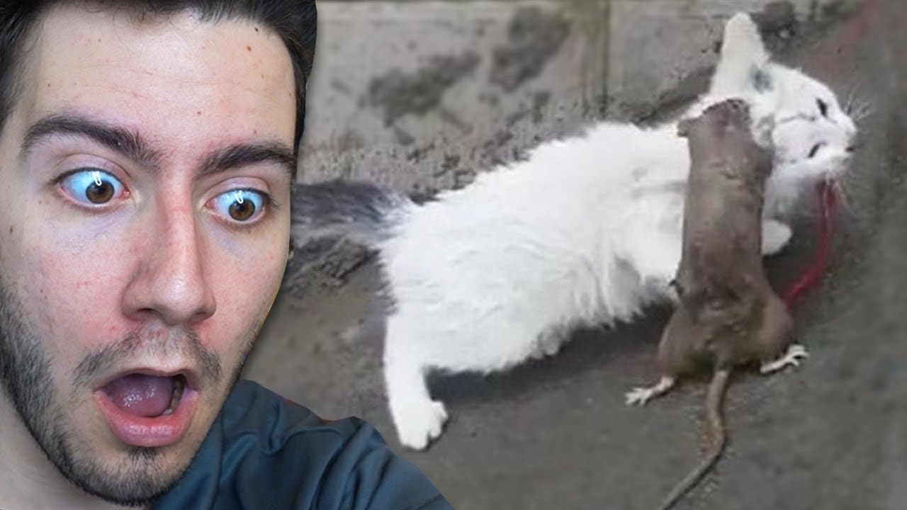 kedi fare