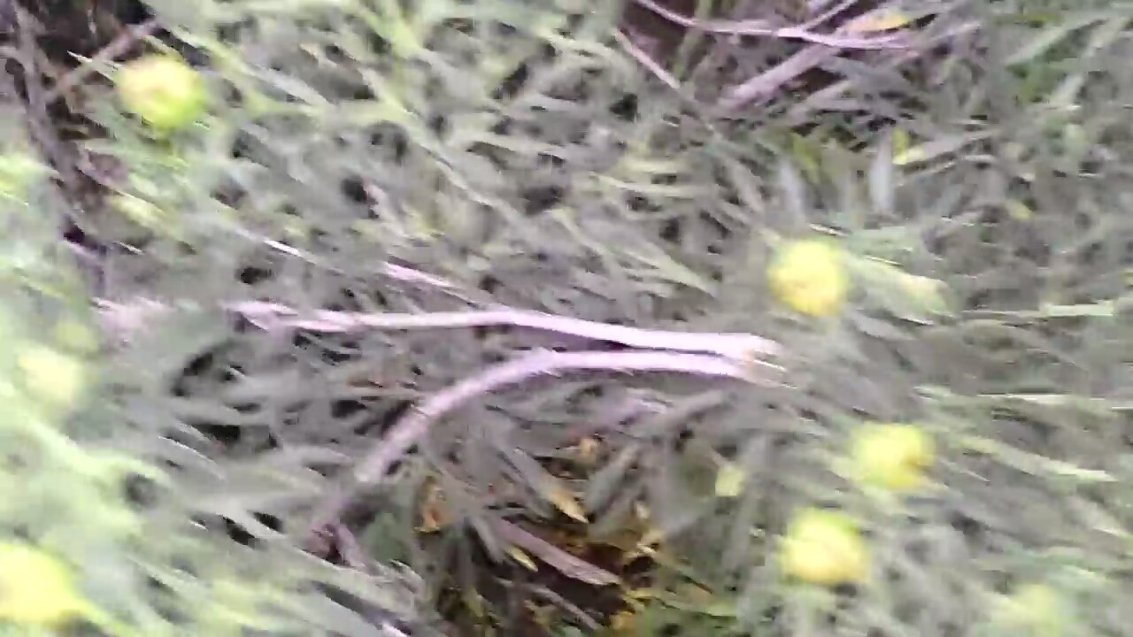 Üzerlik Otunun Yararları Üzerlik Otunun Yararları