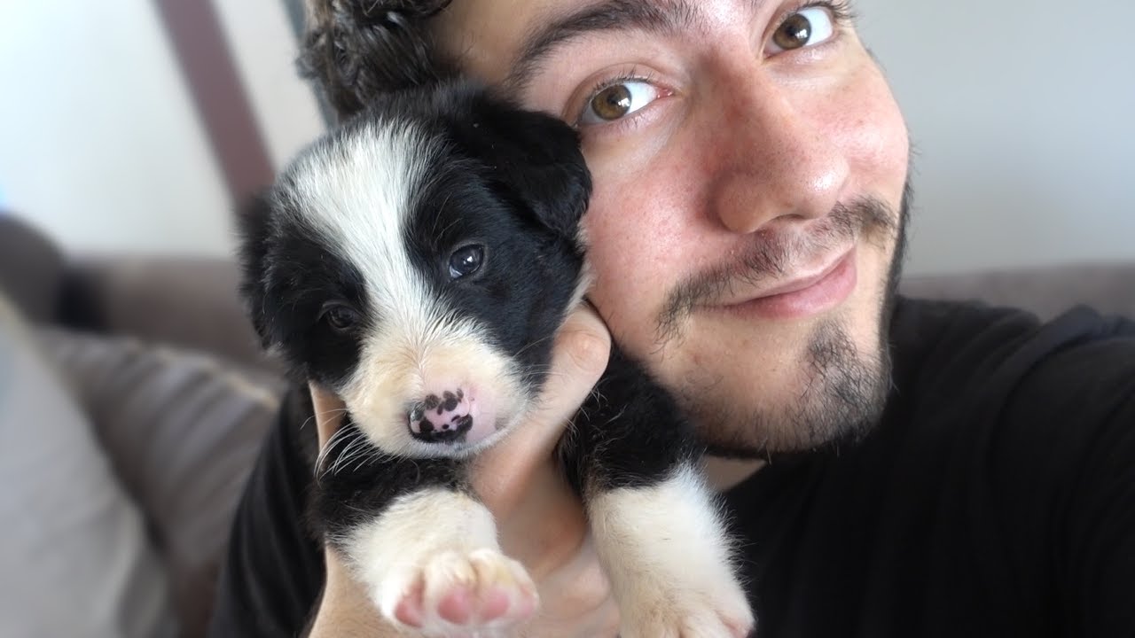 yeni doğan köpek ne yer
