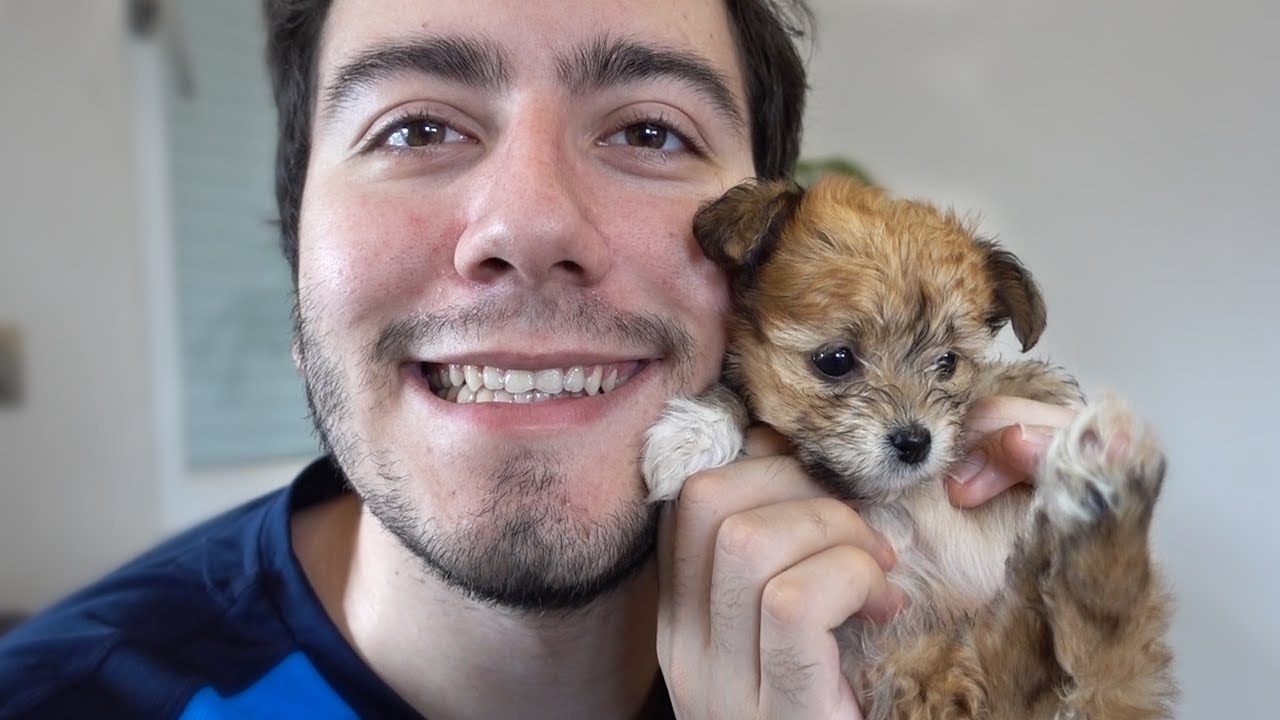 Yeni Köpek