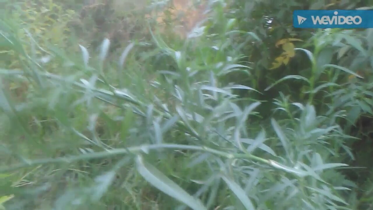 Tarhun Çayının Faydaları Nelerdir Tarhun Çayının Faydaları Nelerdir